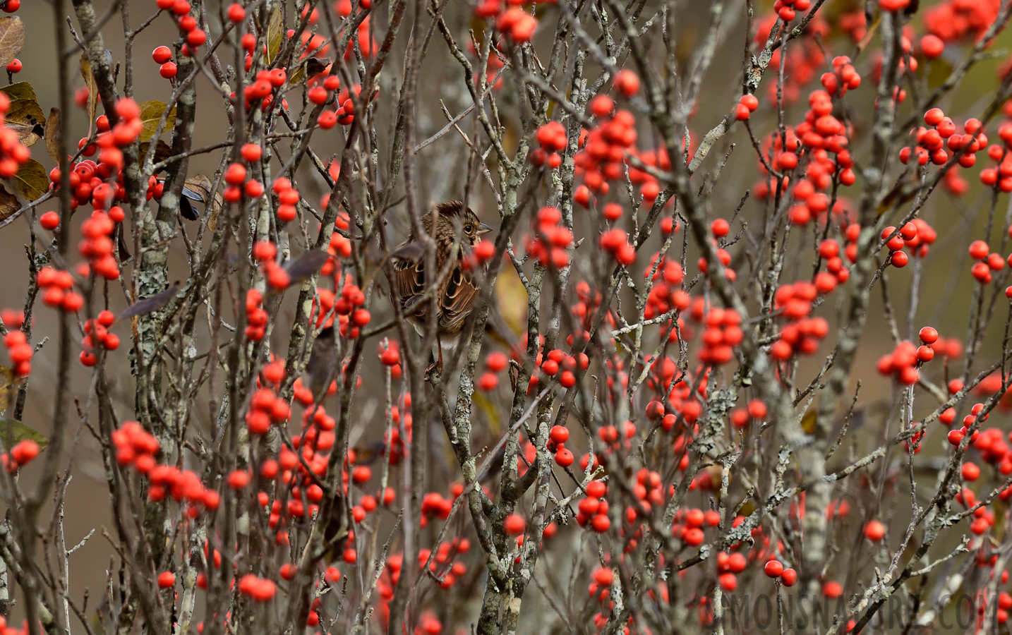 Melospiza melodia melodia [400 mm, 1/200 sec at f / 8.0, ISO 500]